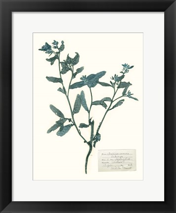 Framed Pressed Flowers in Spa III Print