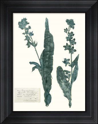 Framed Pressed Flowers in Spa IV Print