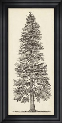 Framed Pacific Northwest Tree Sketch I Print