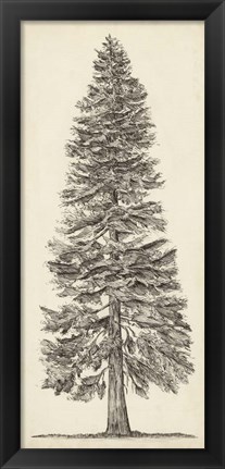 Framed Pacific Northwest Tree Sketch I Print