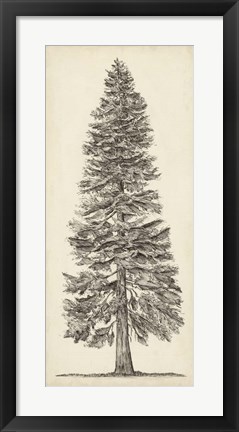 Framed Pacific Northwest Tree Sketch I Print