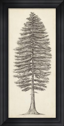 Framed Pacific Northwest Tree Sketch II Print