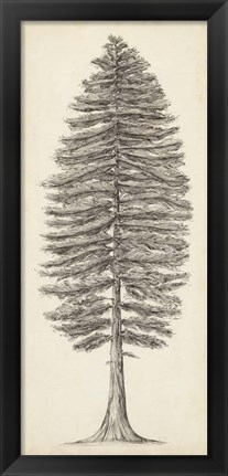 Framed Pacific Northwest Tree Sketch II Print