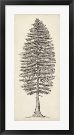 Framed Pacific Northwest Tree Sketch II Print