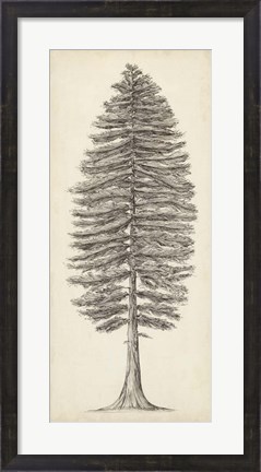 Framed Pacific Northwest Tree Sketch II Print