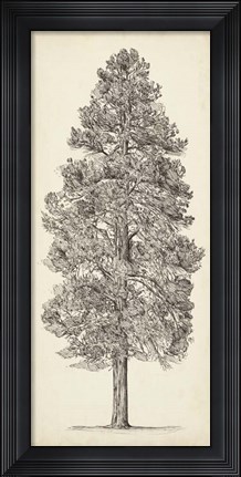 Framed Pacific Northwest Tree Sketch III Print