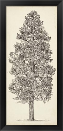 Framed Pacific Northwest Tree Sketch III Print