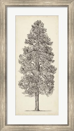 Framed Pacific Northwest Tree Sketch III Print