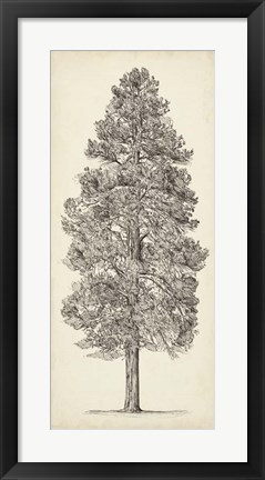 Framed Pacific Northwest Tree Sketch III Print