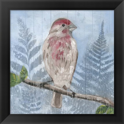 Framed Eastern Songbird I Print