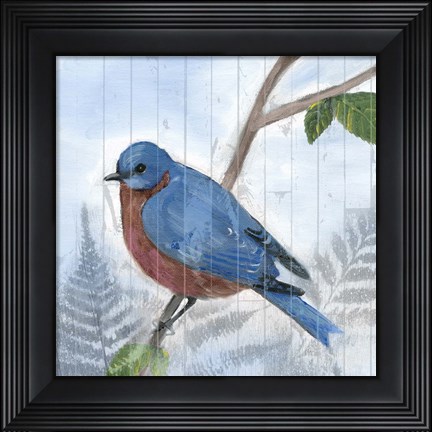Framed Eastern Songbird IV Print