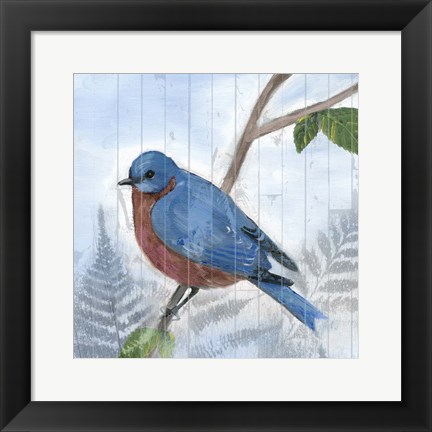 Framed Eastern Songbird IV Print