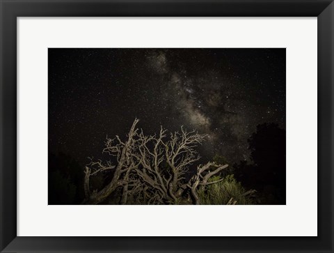 Framed Stargazer Print