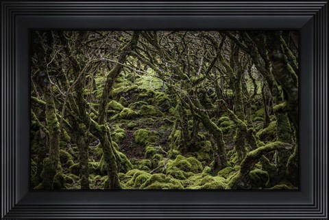 Framed Mossy Forest 2 Print