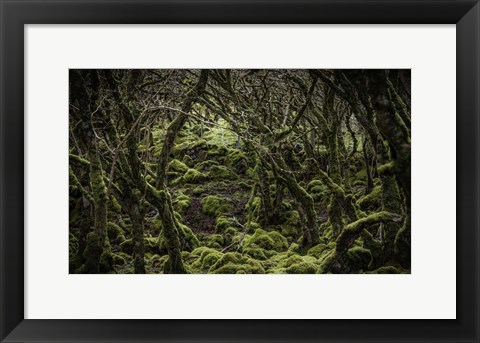 Framed Mossy Forest 2 Print