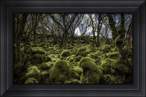 Framed Mossy Forest 3 Print