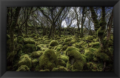 Framed Mossy Forest 3 Print