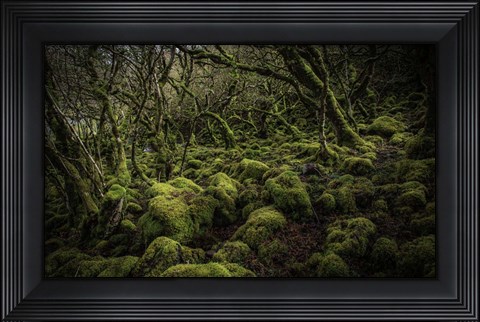Framed Mossy Forest 4 Print