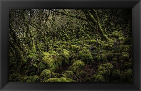 Framed Mossy Forest 4 Print