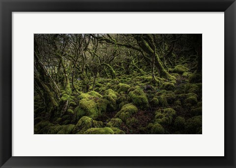 Framed Mossy Forest 4 Print