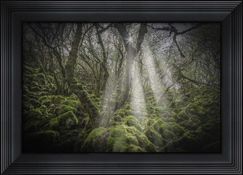 Framed Mossy Forest 5 Print