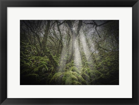 Framed Mossy Forest 5 Print
