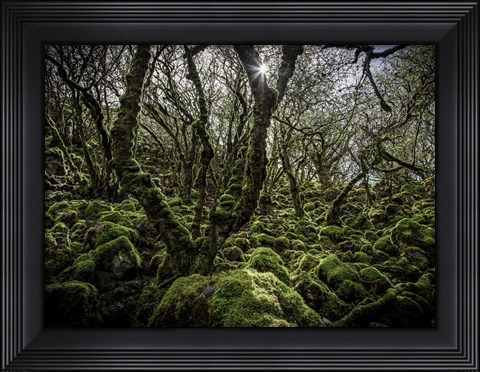 Framed Mossy Forest 6 Print