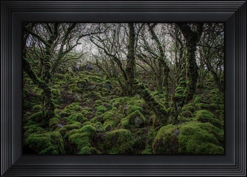 Framed Mossy Forest 7 Print