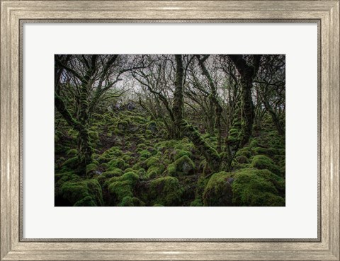 Framed Mossy Forest 7 Print