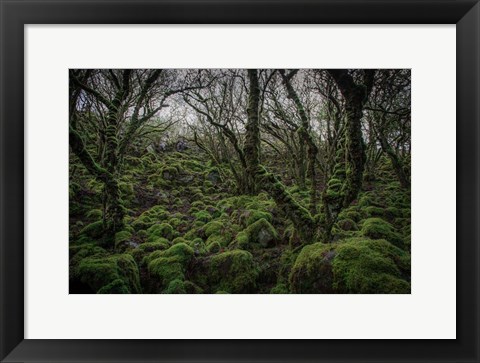 Framed Mossy Forest 7 Print