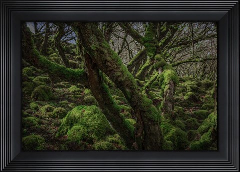 Framed Mossy Forest 8 Print