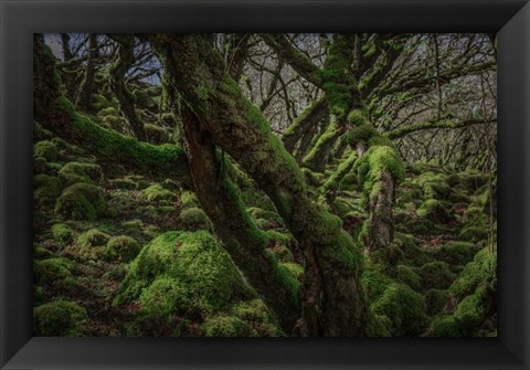 Framed Mossy Forest 8 Print