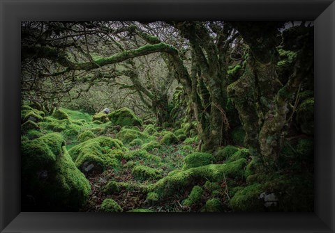 Framed Mossy Forest 9 Print