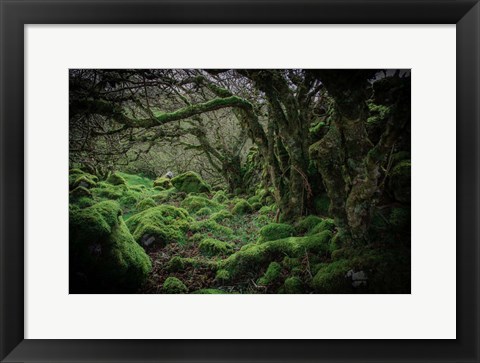 Framed Mossy Forest 9 Print