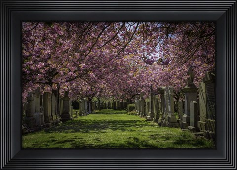 Framed Cherry Blossem Print