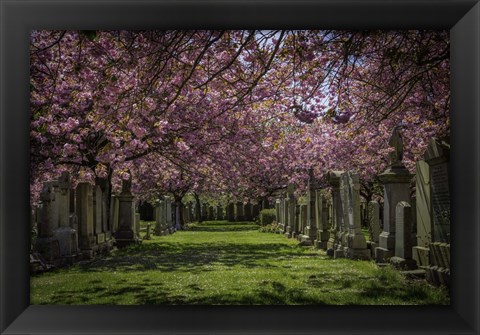 Framed Cherry Blossem Print