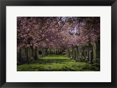 Framed Cherry Blossem Print