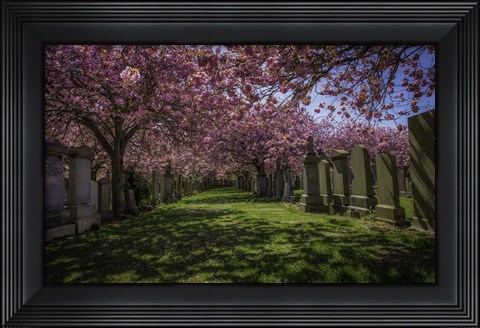 Framed Cherry Blossem 2 Print