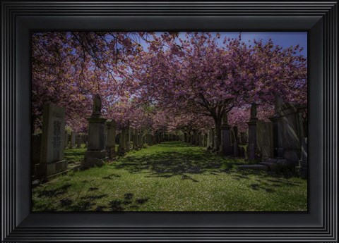 Framed Cherry Blossem 3 Print