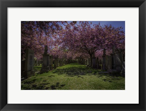 Framed Cherry Blossem 3 Print