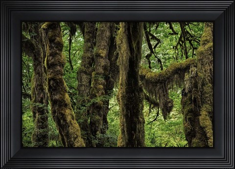 Framed Ancient Trees Print