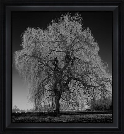 Framed Willow Print