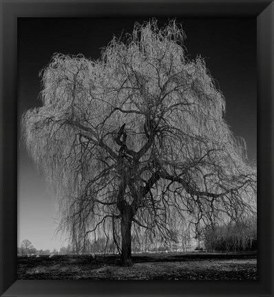 Framed Willow Print