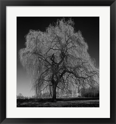 Framed Willow Print