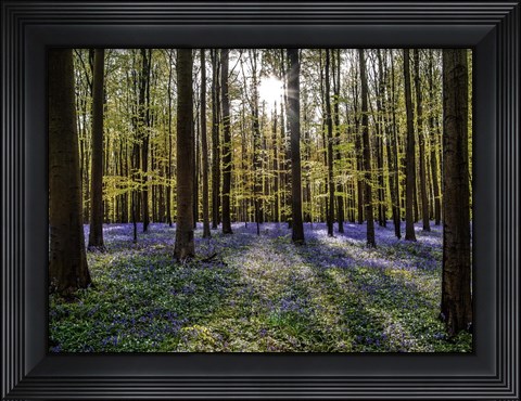 Framed Fairytale Forest Sunlight Print