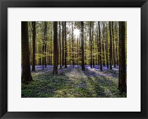 Framed Fairytale Forest Sunlight Print