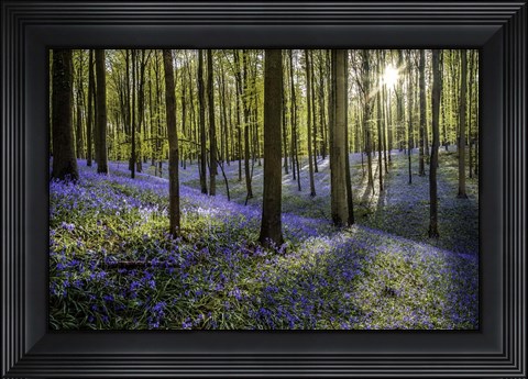 Framed Fairytale Forest Sunlight 2 Print