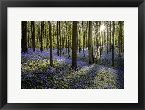 Framed Fairytale Forest Sunlight 2 Print