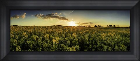 Framed Rapeseed Field Print