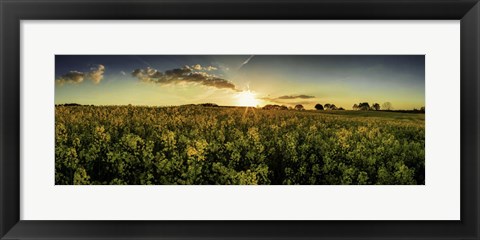Framed Rapeseed Field Print